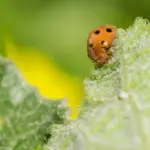 Common garden pests in Sweden