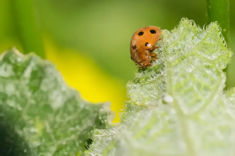 Common garden pests in Sweden