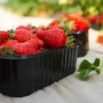 swedish garden strawberries growing in sunlight