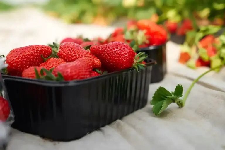 swedish garden strawberries growing in sunlight
