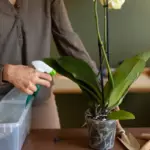 houseplant disease symptoms and treatment