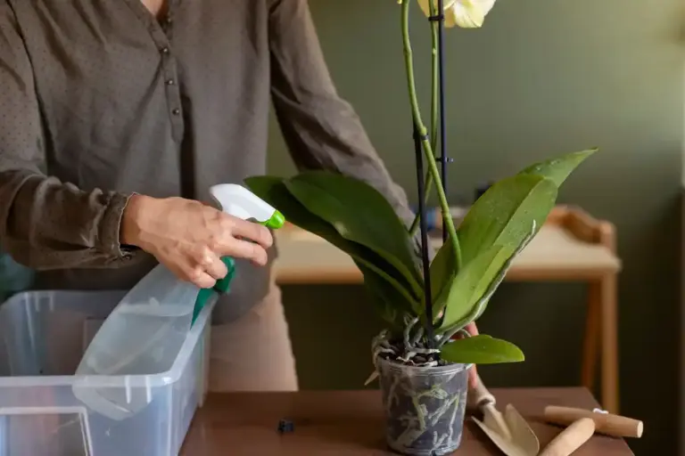 houseplant disease symptoms and treatment