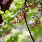 berry bushes garden Sweden harvest