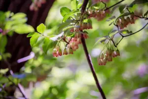 berry bushes garden Sweden harvest