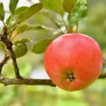 Swedish apple tree garden ripe apples