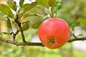 Swedish apple tree garden ripe apples