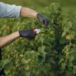 raspberry planting mistakes garden Sweden