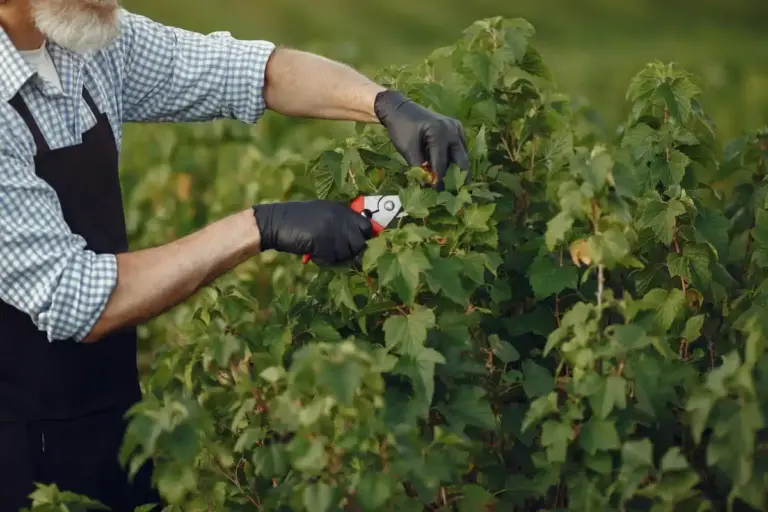 raspberry planting mistakes garden Sweden