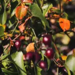 blueberry bush gardening sweden