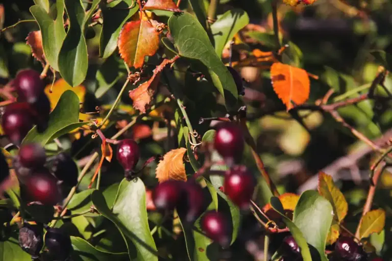 blueberry bush gardening sweden