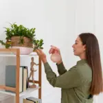 houseplants care tips indoor plants