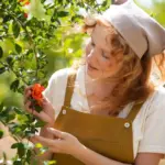 berry bushes gardening care Sweden