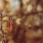 fruit tree diseases and damages sweden