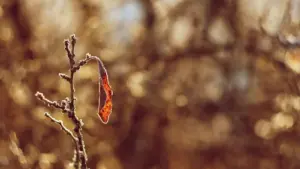fruit tree diseases and damages sweden