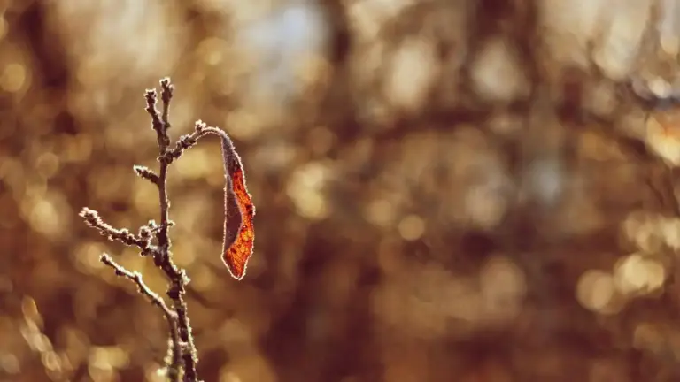 fruit tree diseases and damages sweden