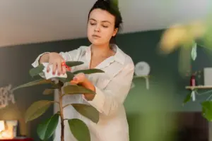 houseplant care common mistakes watering light Sweden