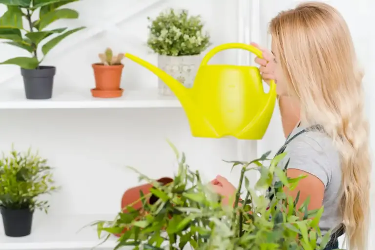 watering indoor plants healthy green leaves