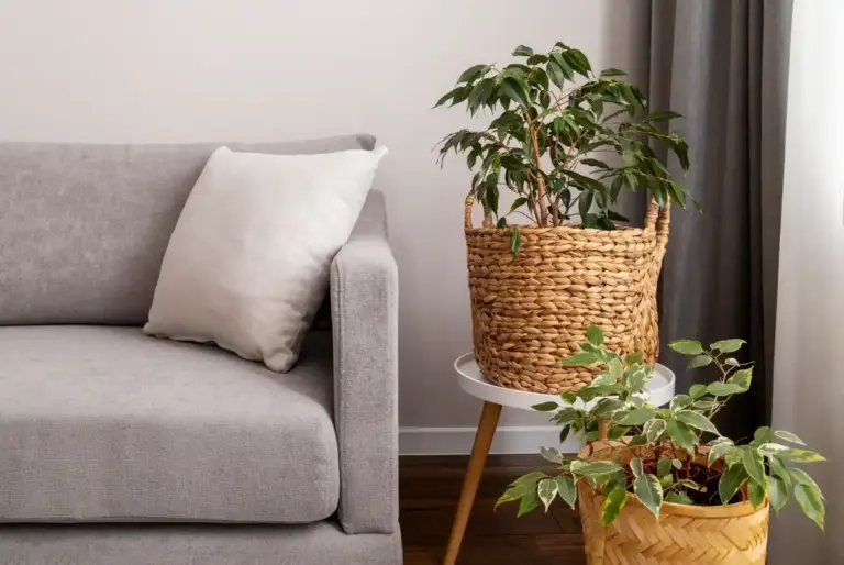 indoor plants room decor Scandinavian style