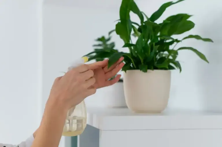 healthy houseplants care indoor green plants