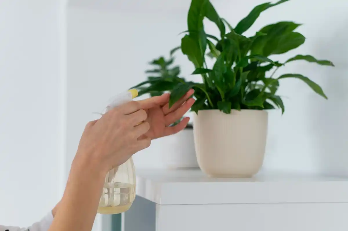 healthy houseplants care indoor green plants