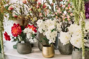 potted flowering plants indoor blooming multiple cycles