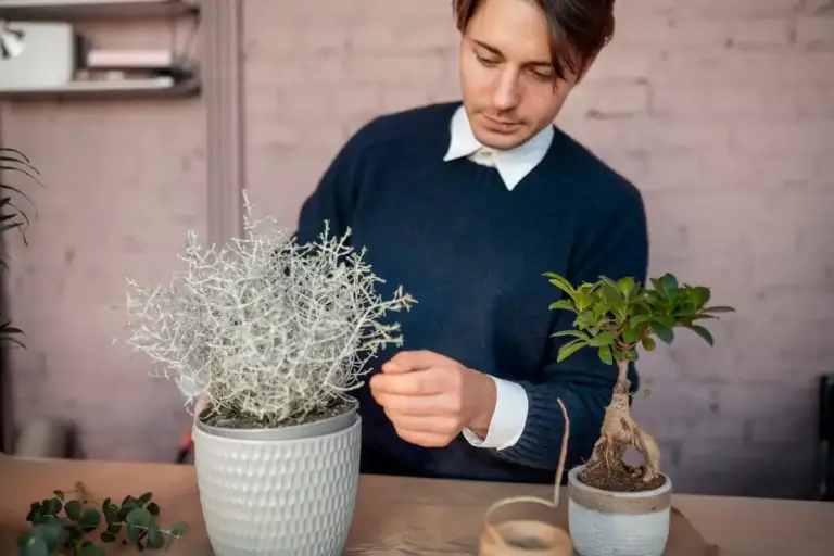 indoor plant dying reasons