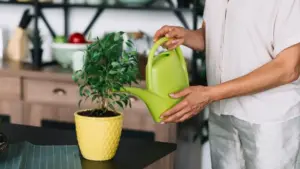 watering houseplants indoor potted plants care