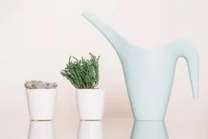 popular Swedish houseplants 2024 indoor plants
