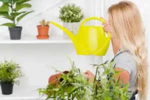 watering houseplants care Sweden