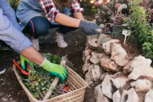 urban home vegetable gardening compost mulch