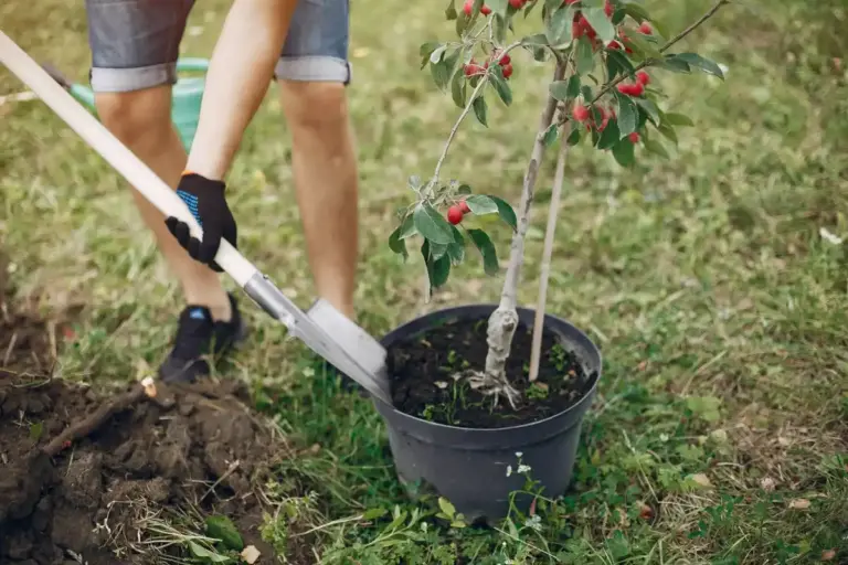 planting fruit tree Sweden garden