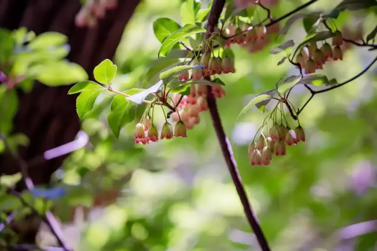 various berry bushes garden Sweden