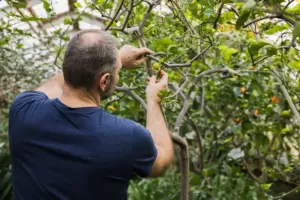 fruit orchard watering mistake