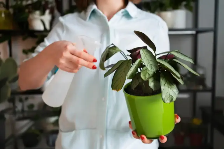 indoor houseplants care green healthy