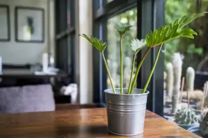 low light indoor plants