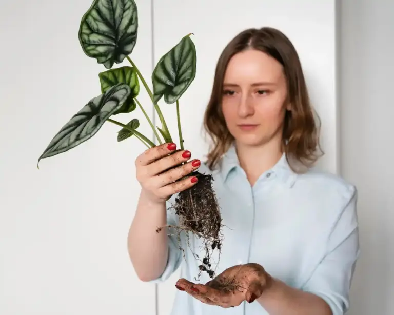 houseplants wilting revival care tips
