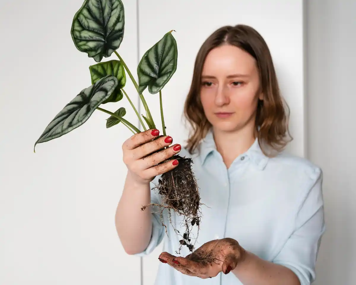 houseplants wilting revival care tips
