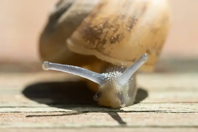 garden pests Sweden snails aphids larvae control