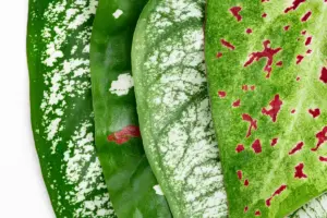 aphids on leaves garden pest control