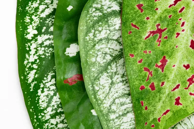 aphids on leaves garden pest control
