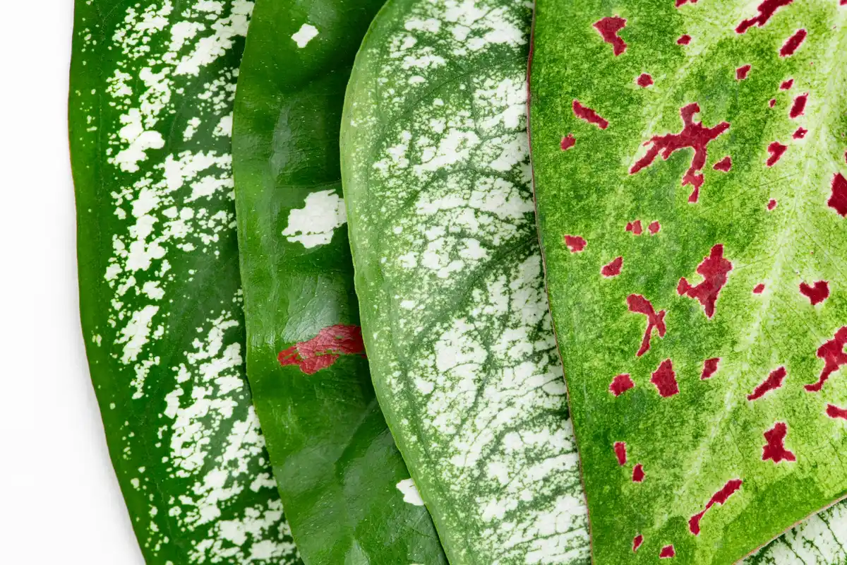 aphids on leaves garden pest control
