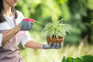 natural insect repellent spray for plants