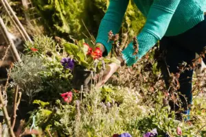 natural organic fertilizer garden Sweden