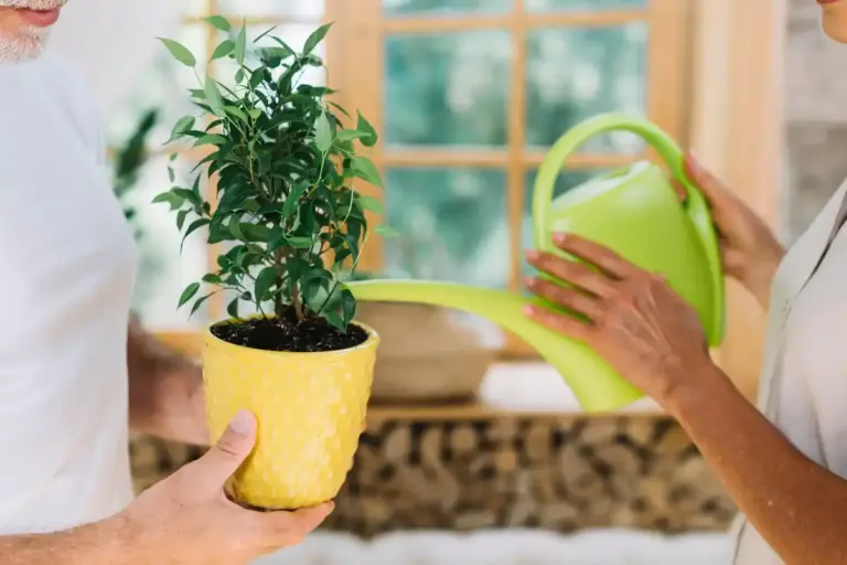 Easy care houseplants