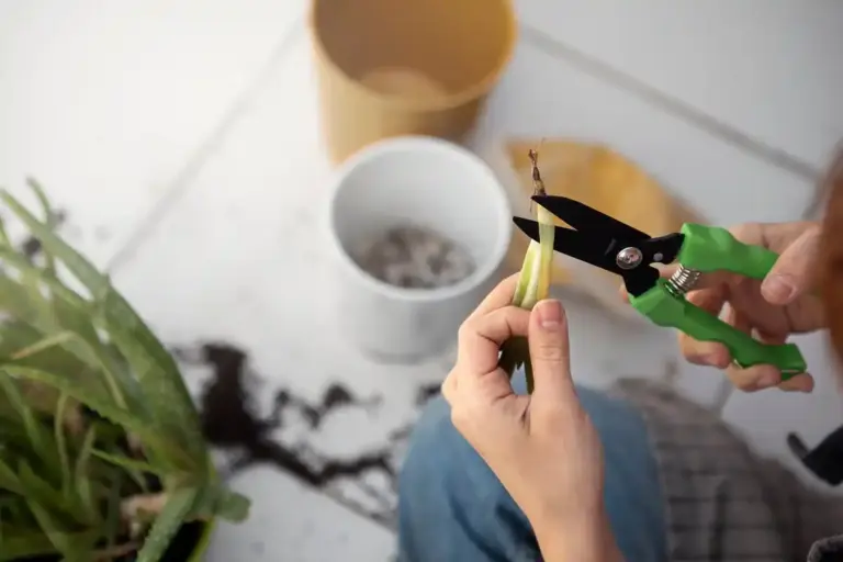reviving dry houseplant step by step