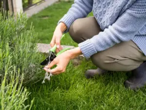 green lawn care tips professional Sweden