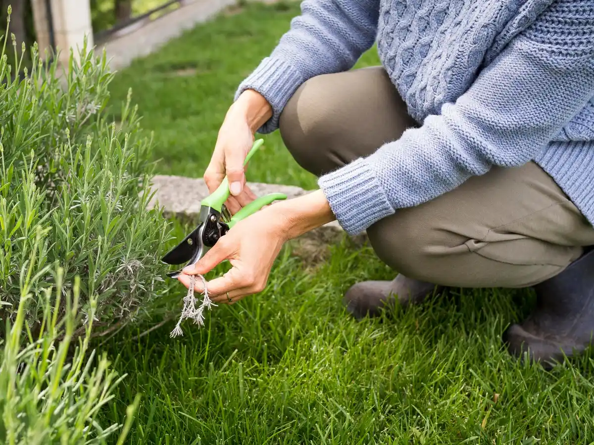 green lawn care tips professional Sweden