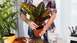potted houseplants fungal disease prevention