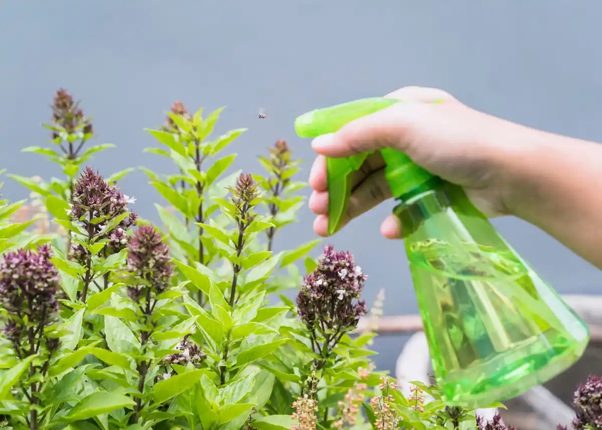 natural pest control home sweden