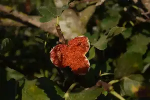 plant disease fungal infection sweden